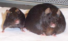 Mice without the leptin gene are morbidly obese (right) compared to normal mice (left). (University of Oregon.)
